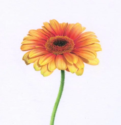 Gerber+Daisy+square+orange+and